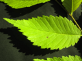 Thumbnail for version as of 15:43, 16 February 2016