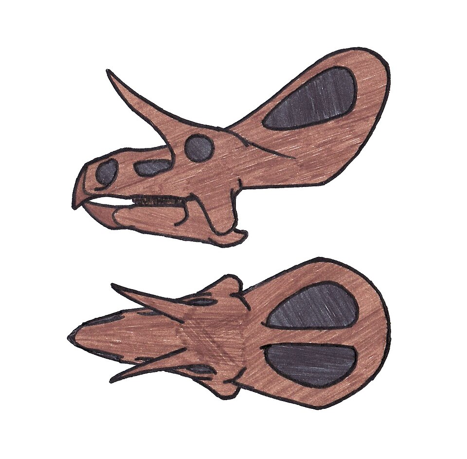 File:Zuniceratops skull 0821.JPG
