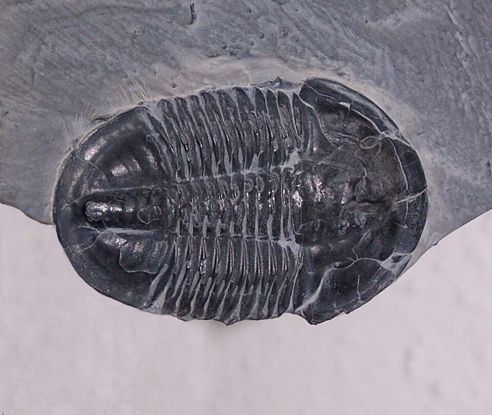 File:Asaphiscuswheelerii.jpg