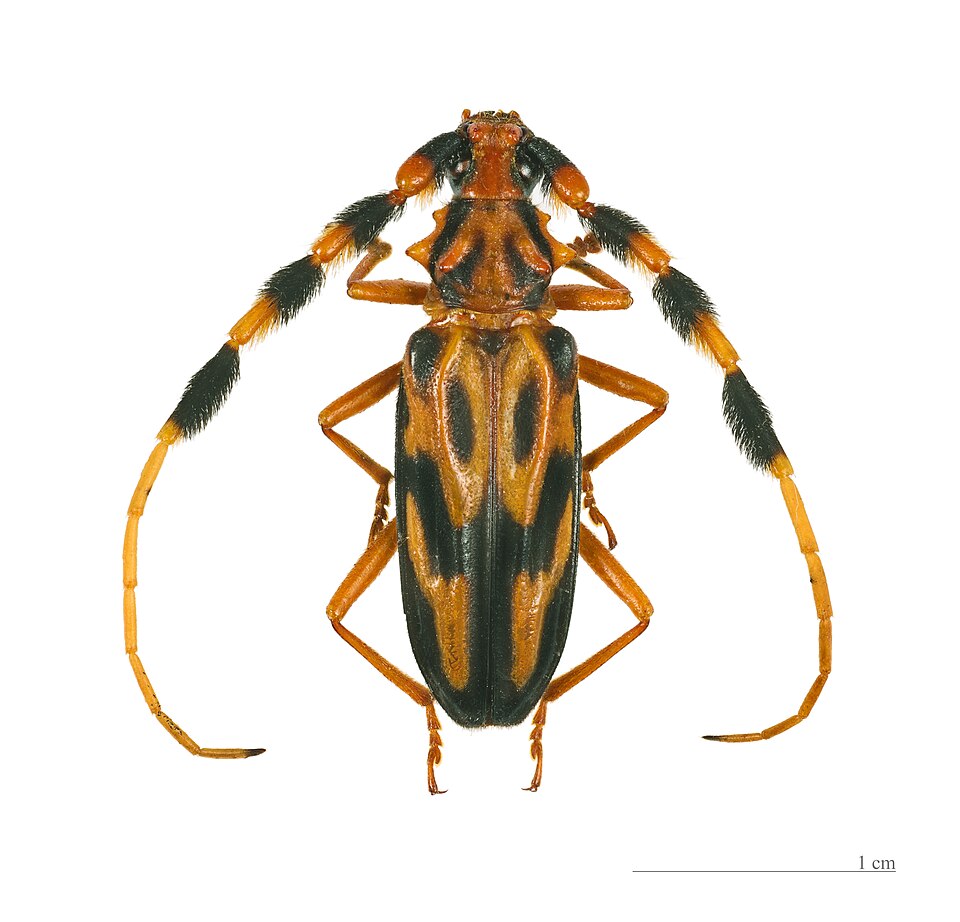 File:Batus barbicornis MHNT femelle.jpg
