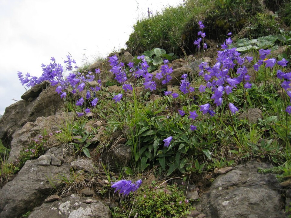 File:Campanula collina.JPG