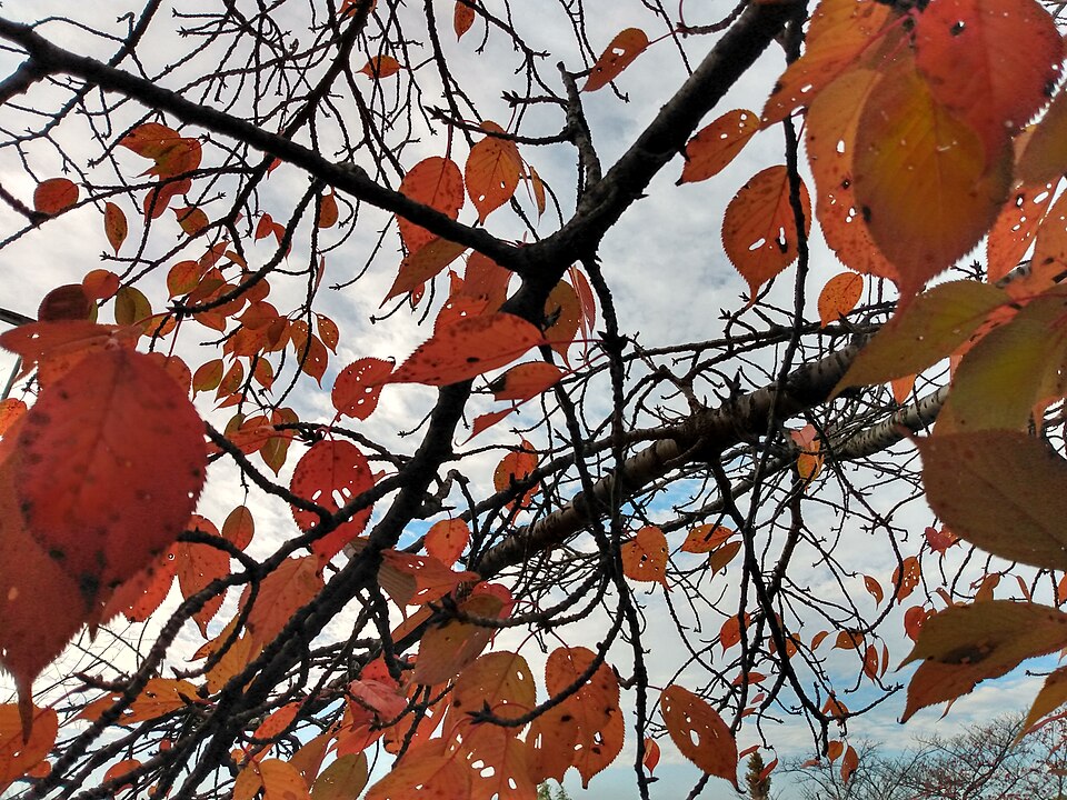 File:Cherry trees in autumn.jpg