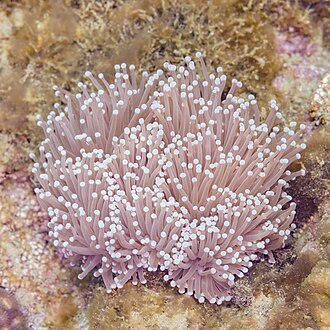 Heliofungia actiniformis, by Poco a poco