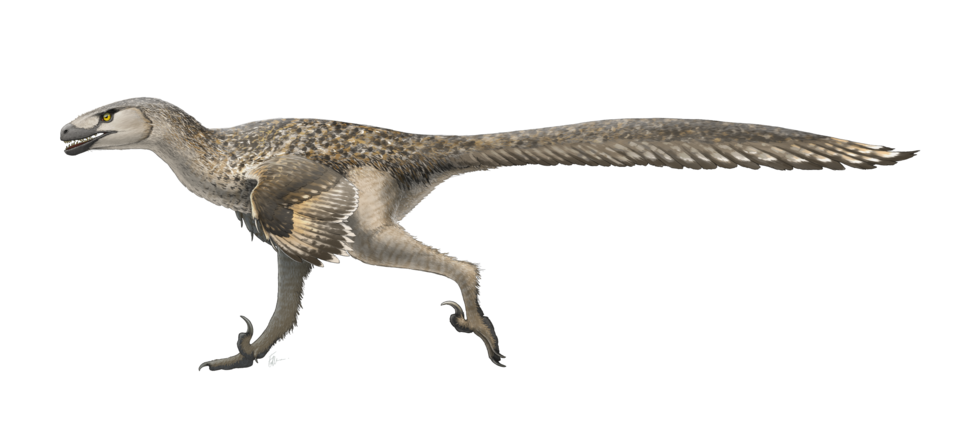 File:Dromaeosaurus Restoration.png