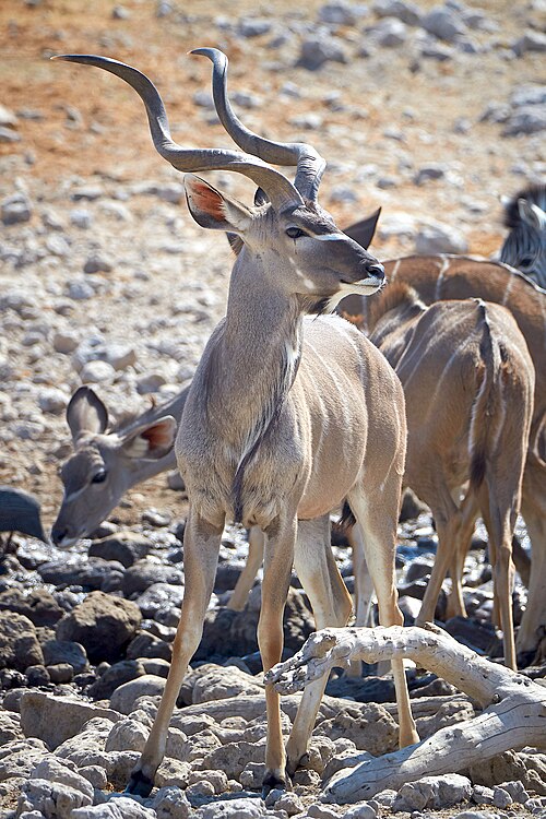 File:Greater Kudu Right 2019-07-28.jpg