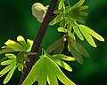 Juracimbrophlebia ginkgofolia (Cimbrophlebiidae) reconstruction, Jurassic; China