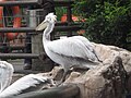 Pelicans