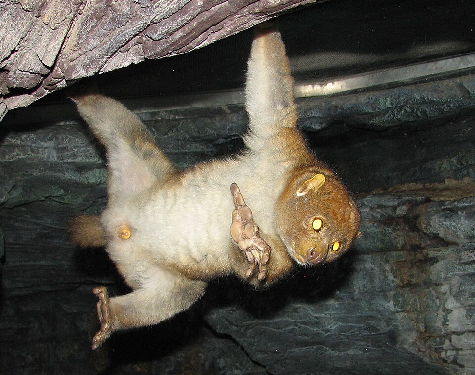 File:PottoCincyZoo.jpg