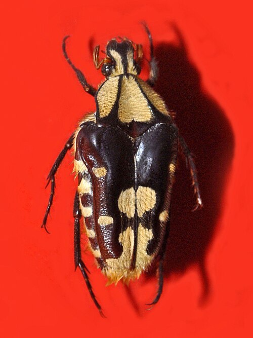 File:Scarabaeidae - Coilodera penicillata.jpg