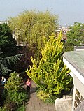 Rooftop 'Dampieri Aurea', Kensington Roof Gardens (2007)
