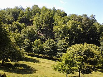Forest in Balakan