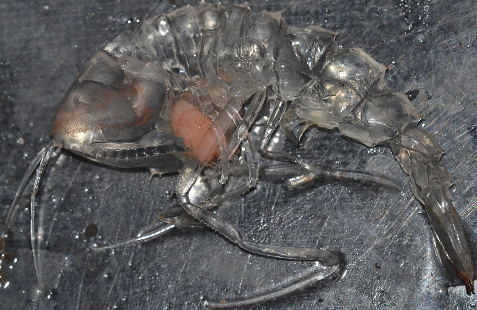 File:Cystisoma4.jpg