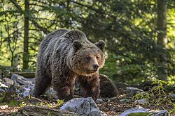 34 mammal speciesfrom the Western Palearctic