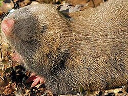 Close-up of the fur.