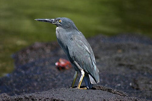 Galápagos (lava) heron Butorides sundevalli Galapagos Islands