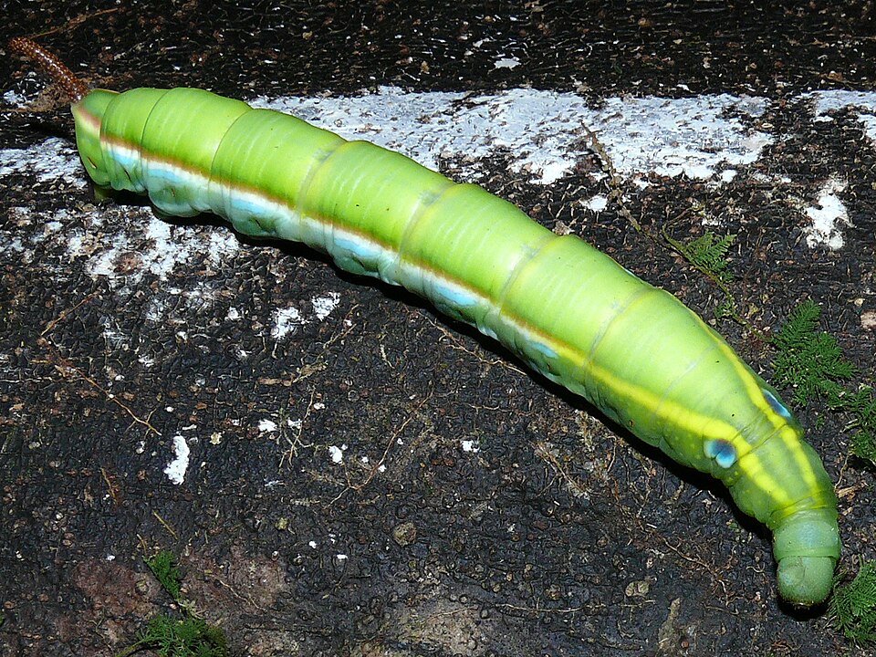 File:Hawkmoth Caterpillar (Daphnis hypothous) (6856613431).jpg