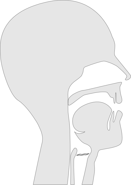 File:IPA a Sagittal Section.svg
