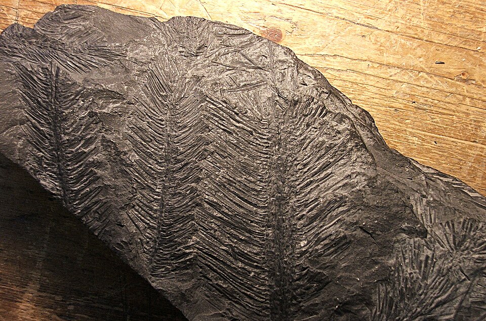 File:Lepidodendron leaf.jpg