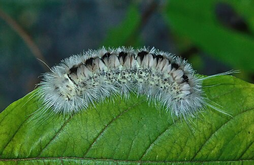 Lophocampa caryae caterpillar, by The Cosmonaut
