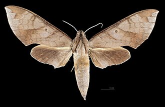 Female dorsal view