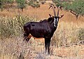 Image 9Sable antelopePhotograph credit: Charles J. SharpThe sable antelope (Hippotragus niger) is an antelope which inhabits wooded savanna in eastern and southern Africa, from the south of Kenya to South Africa, with a separate population in Angola. The species is sexually dimorphic, with the male heavier and about one-fifth taller than the female. It has a compact and robust build, characterized by a thick neck and tough skin, and both sexes have ringed horns which arch backward. The sable antelope has four subspecies.This picture shows an adult male common sable antelope (H. n. niger) in the Tswalu Kalahari Reserve, South Africa.More selected pictures