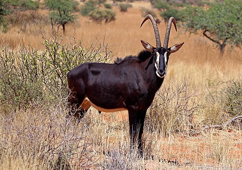 Sable antelope