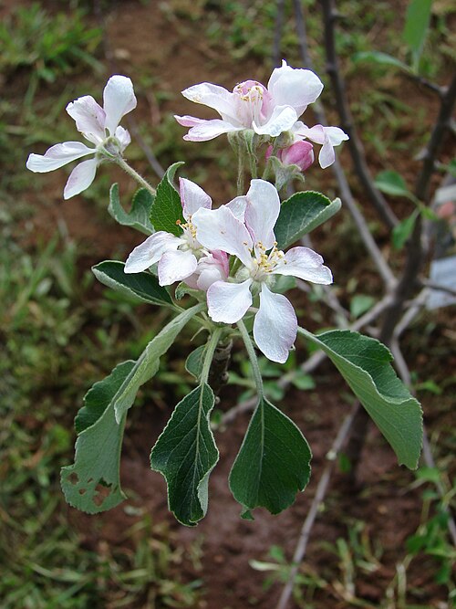 File:Starr 080302-3166 Malus sp..jpg