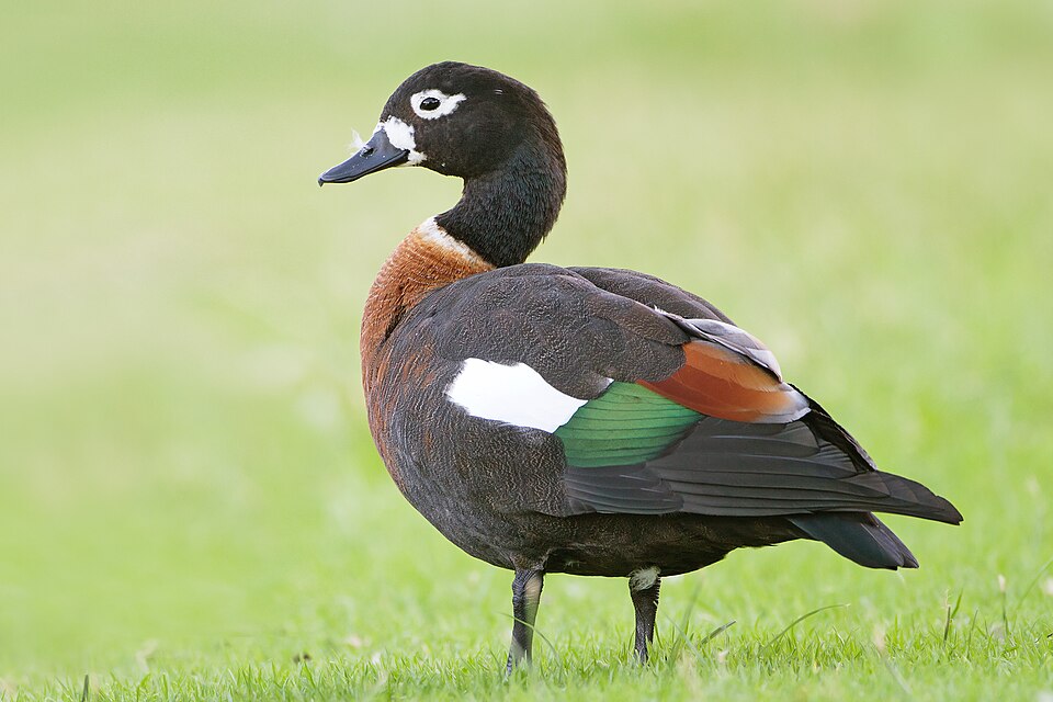 Australian Shelduck male
