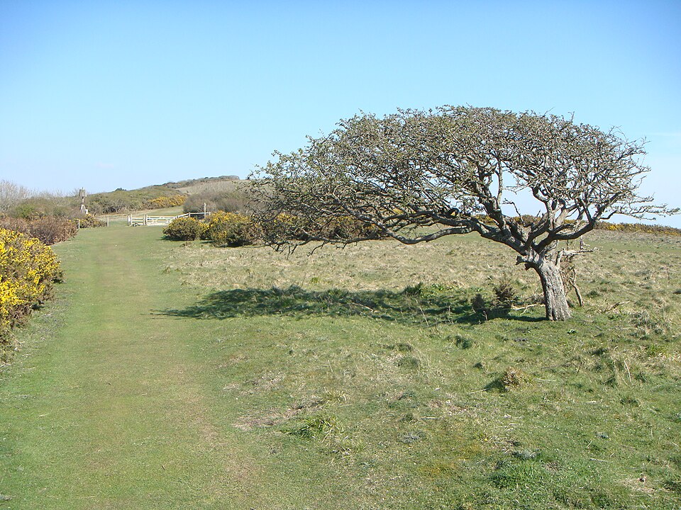 File:Trees Windswept.JPG