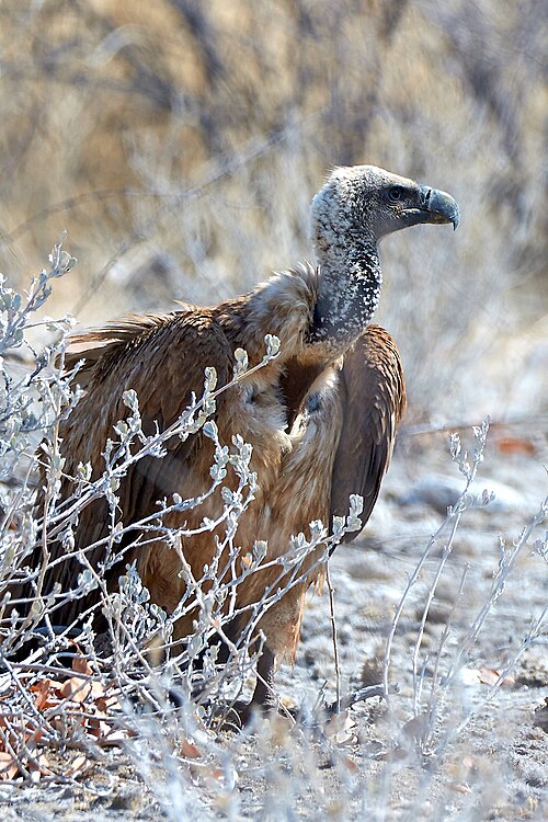 File:White-backed Vulture on Ground 2019-07-24.jpg