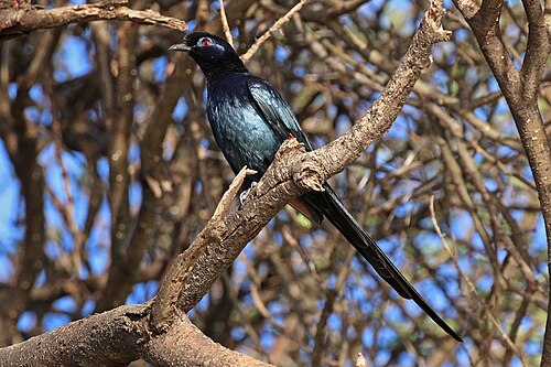 Bristle-crowned starling Onychognathus salvadorii Kenya