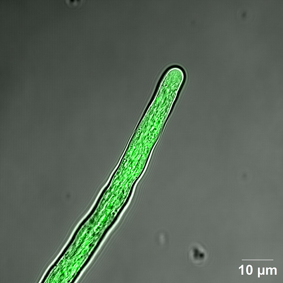 File:Calcium in Pollen.jpg