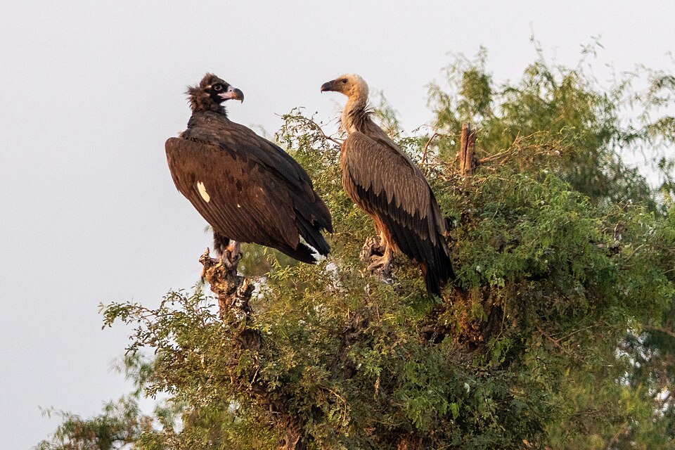 File:Cinereous Vulture and Eurasian Griffon (50862528446).jpg