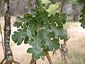 Leaves in late summer.