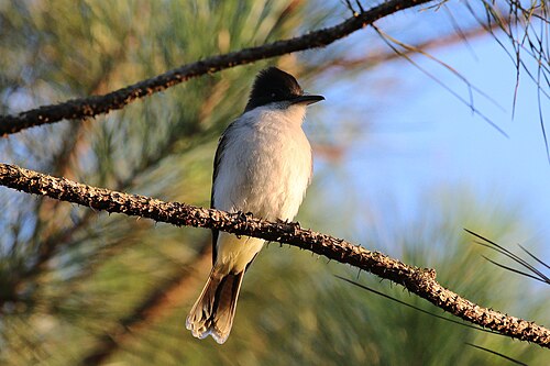 Loggerhead kingbird Tyrannus caudifasciatus Cuba
