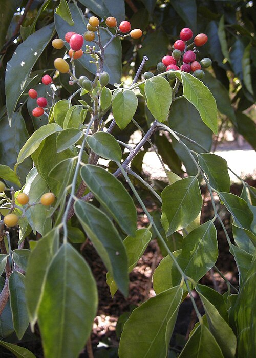 File:Micromelum minutum fruit and foliage.jpg