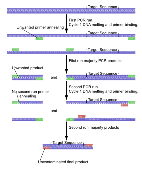 File:Nested PCR.png