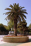 Palm tree - popular decoration of new Baku