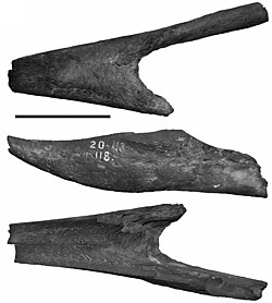 Photograph of the holotype