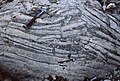 Diagenetic structure in "teepee" on the supratidal plain, formed by the increase in volume of the sediment following the crystallization of carbonates (dolomite)