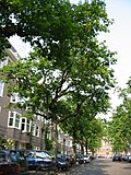 Avenue of grafted 'Cornuta', Milletstraat, Amsterdam