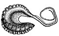 Thumbnail for version as of 00:29, 9 January 2012