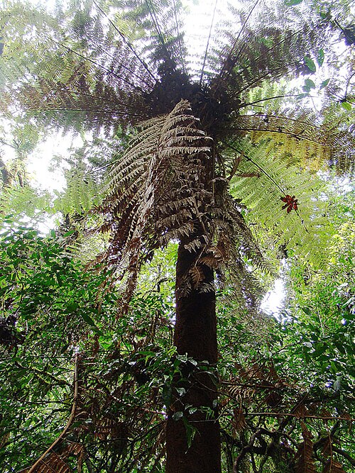 File:Dicksonia gigantea (11310015693).jpg