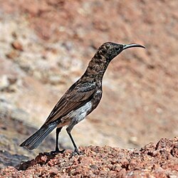 Dusky sunbird Cinnyris fuscus ♂ Namibia