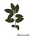 Scan of the leaves.