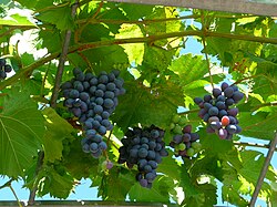 Muscat bleu (Blue Muscat)