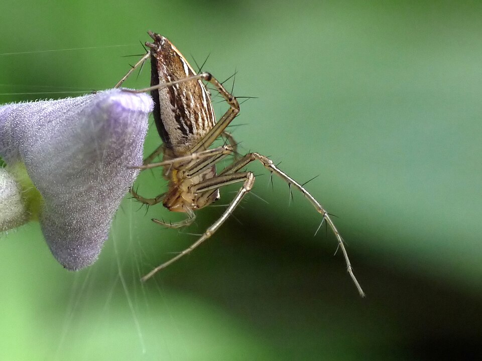 File:Oxyopidae in Kadavoor.jpg