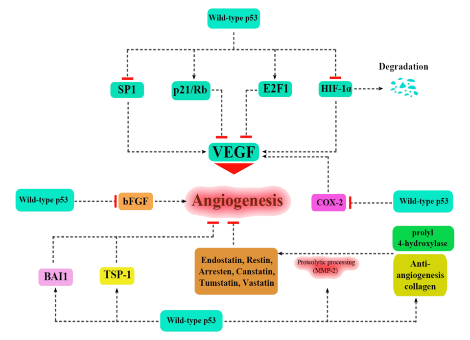 File:P53 and angiogenesis.png