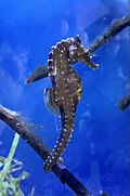 Brown seahorse in Birch Aquarium. Used in Birch Aquarium