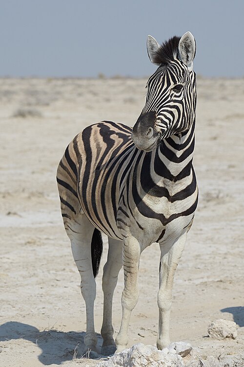 File:Plains Zebra Left 2019-07-25.jpg